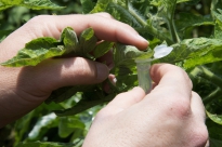 Research4Life Training: An Overview of the Past Year