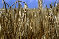 Free Access to Premier Online Cereal Science Textbook